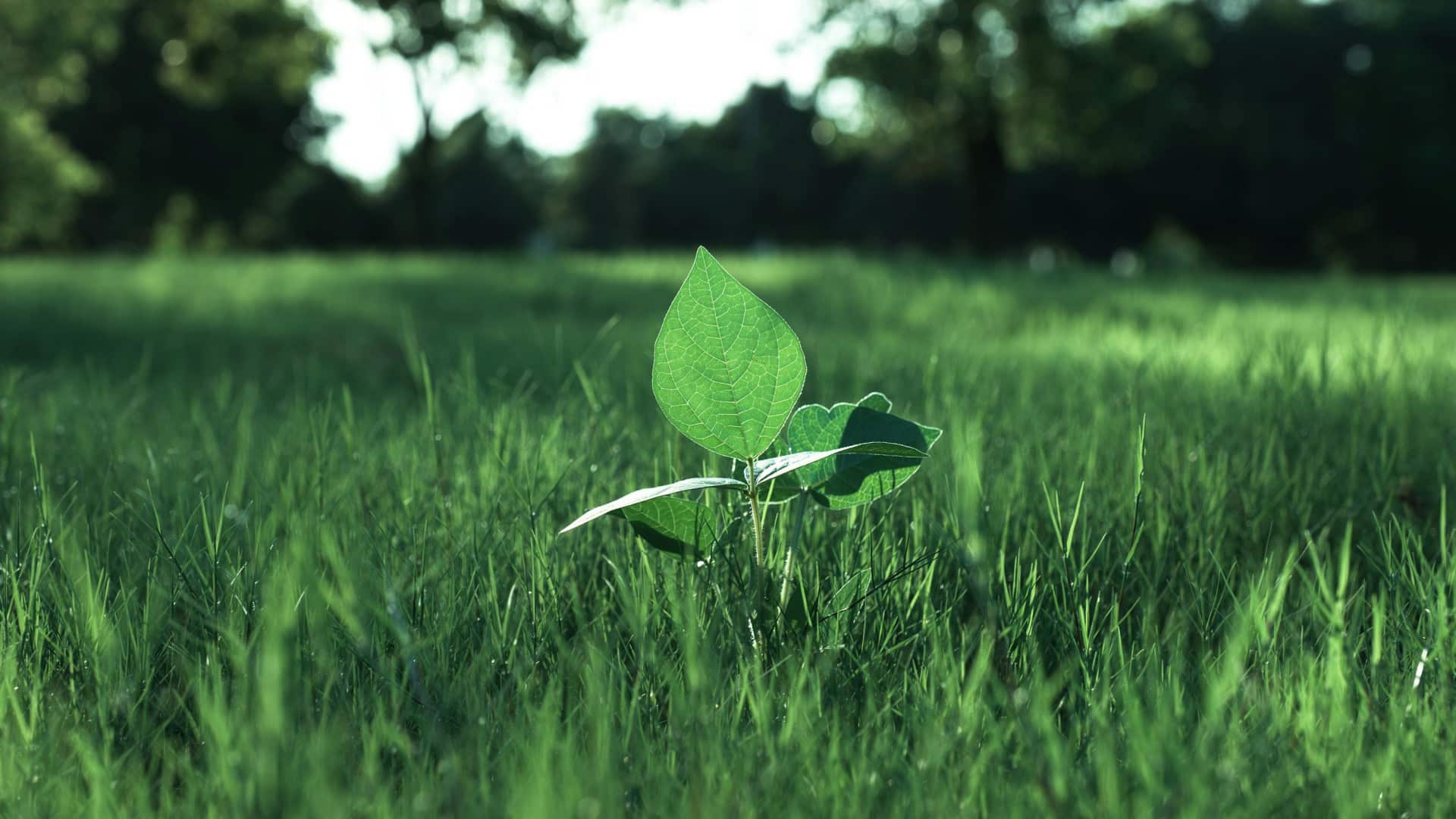 Quelles options privilégier pour apprendre les métiers de l'environnement ?